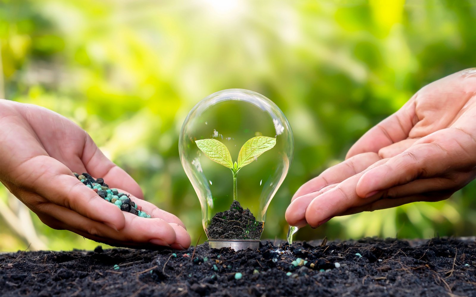 Hands Fertilizing a Seedling 